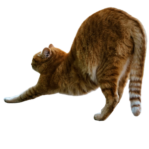 A Relaxed Orange Tabby Cat Stretches On A Wooden Deck Outdoors On A Sunny Day. 12910 - Cat PNG image with transparent background